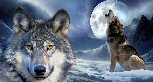 李治廷狼群在线视频,李治廷挑战极限，勇闯荒野求生之旅