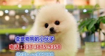 博美在线视频,揭秘虚拟世界中的博美生活