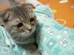 咪咪猫在线视频,萌宠日常，欢乐无限