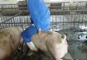 公猪锁子宫在线视频,一场震撼的生殖奥秘之旅